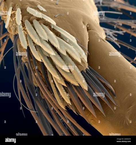 Mayfly Nymph Leg Coloured Scanning Electron Micrograph Sem Showing