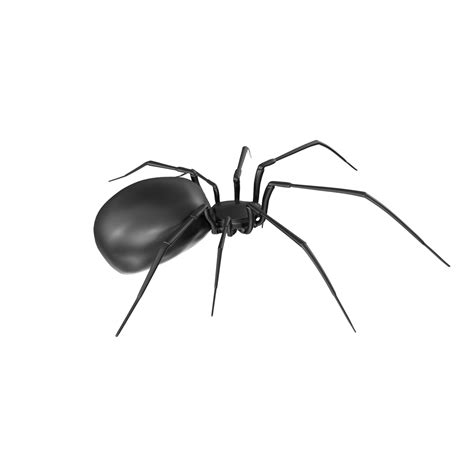 Spider Isolated On Transparent Background 20954993 Png