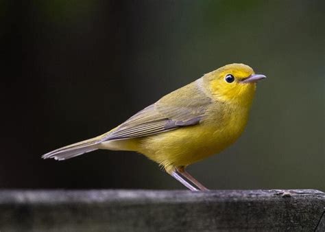 13 Yellow Birds With Black On The Wing That You Need To Know