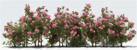 Hermosos arbustos de rosas rosas con fondo blanco perfectos para ...