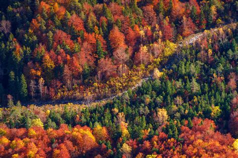 Drohnenansicht Eines Weges Inmitten Eines Malerischen Herbstwaldes Mit