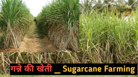 Sugarcane Farming In North India Ganna Ganne Ki Kheti Sugarcane