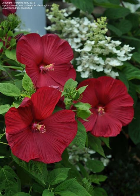 Plantfiles Pictures Hardy Hibiscus Rose Mallow Swamp Mallow Luna Red Hibiscus Moscheutos