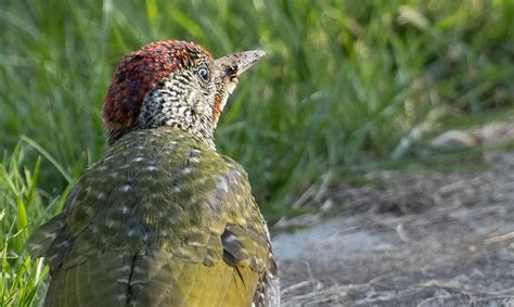 Vogel Specht Vogelkunde Kostenloses Foto Auf Pixabay