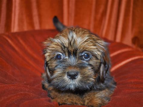 Lhasa Apso Dog Female Gold 3780434 Petland Dunwoody