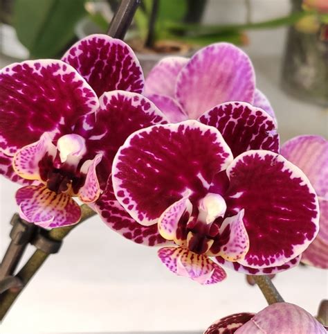 Орхидея Phalaenopsis Multiflora отцвёл РЕАНИМАШКА