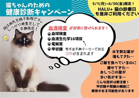 猫ちゃんの定期健診も忘れずに！春の健康診断キャンペーン始まります！ Halu代官山動物病院 渋谷区・恵比寿・代官山