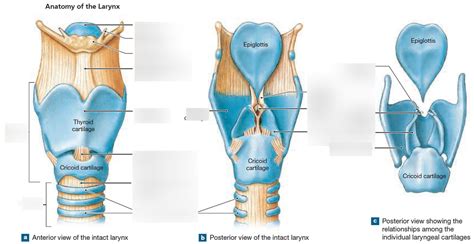 Larynx Cartilage