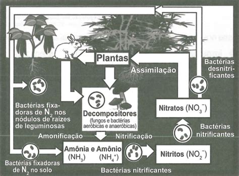 O Esquema Representa O Ciclo Do Nitrog Nio Enembulando