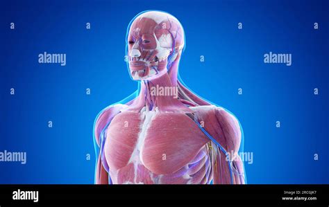 male upper body anatomy illustration stock photo alamy