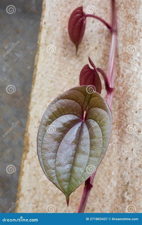 Growing Purple Yam, Ube or Greater Yam Plant Vine Stock Image - Image of fastgrowing, dioscorea ...