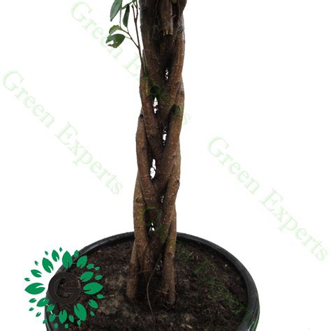 Ficus Diversifolia Twisted “single Head” 100cm Green Experts Landscape Llc