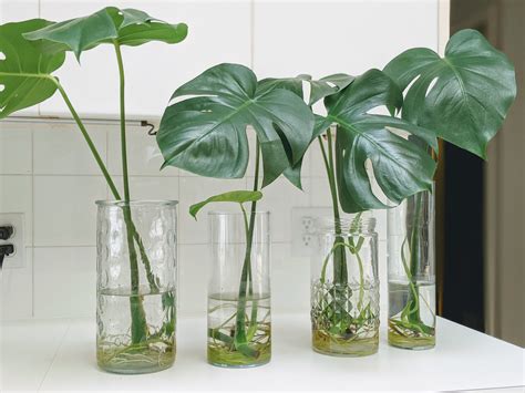 How To Propagate A Monstera In Water In Easy Steps Tips For Success