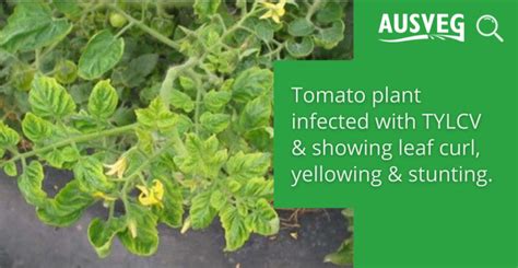 Industry Notice Tomato Yellow Leaf Curl Virus Ausveg