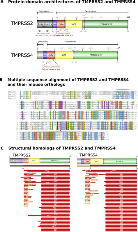 Sequence Comparison Of Tmprss2 And Tmprss4 With Their Mouse Orthologs Download Scientific