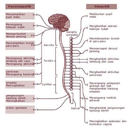 Sistem Saraf Manusia Gambar Pengertian Dan Susunan Sistem Saraf