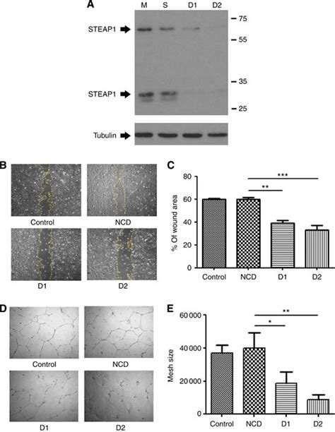 Functional Analysis Of STEAP1 In Endothelial Cells A Western Blot