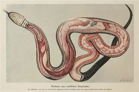 Anatomy of a Female Grass Snake – Old Book Illustrations