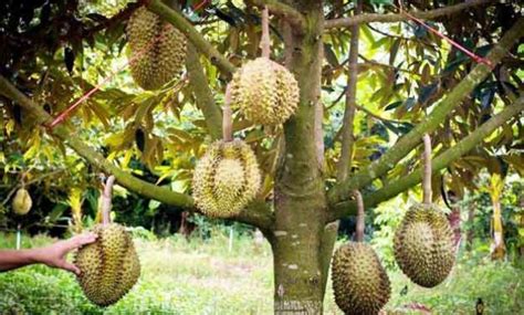 Syarat Tumbuh Tanaman Durian Ilmu Pertanian