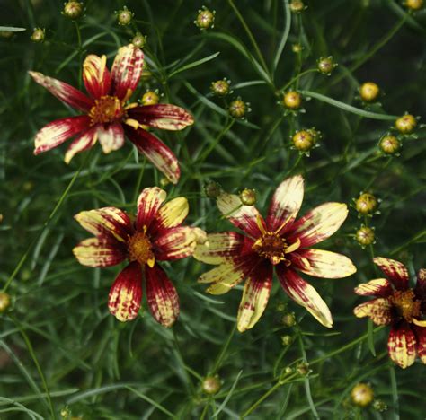 Gärtnerei StaudenSpatz Coreopsis verticillata Route 66 Mädchenauge