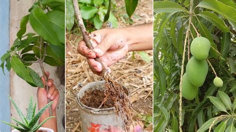 Best Skill Technique Grafting Mango Tree From Cuttings With Aloe Vera