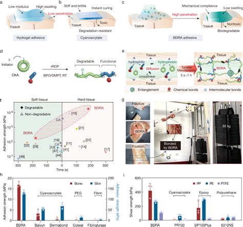 Tunable Backbone Degradable Robust Tissue Adhesives Via In Situ Radical