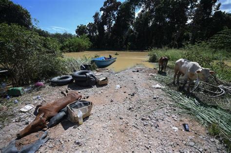 Ekor Lembu Mangsa Korban Banjir Di Segamat Berita Majoriti