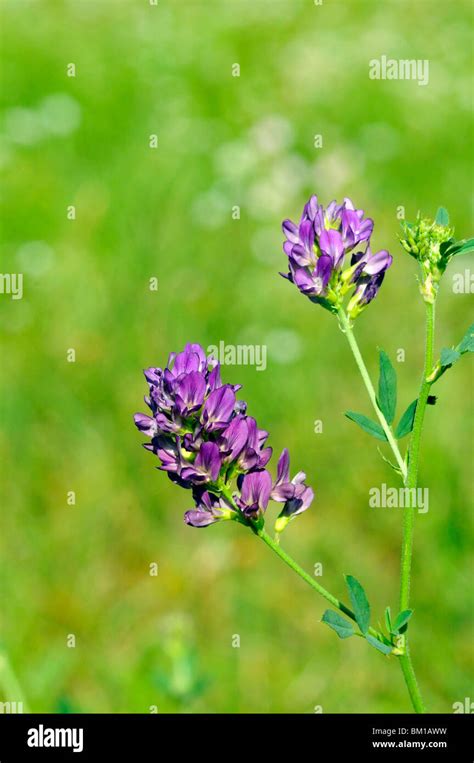 Medicago Sativa Alfalfa Stock Photo Alamy