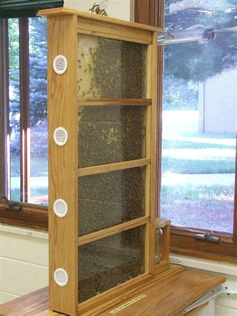 Jasons Observation Hive Bee Keeping Backyard Bee Bee Hive Plans