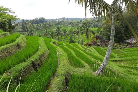 Tripadvisor Bedugul Jatiluwih Tanah Lot Ganztagestour Zur