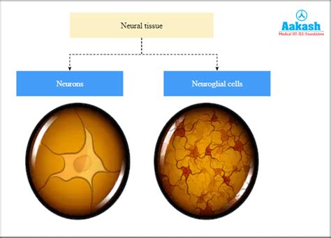 neural tissue diagram function neuroglial cells nervous system aesl