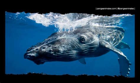 Ballena Jorobada Caracter Sticas Qu Come H Bitat Pangea