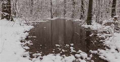 Snowy Trees in the Forest during Winter · Free Stock Photo