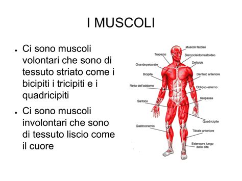 I Muscoli It