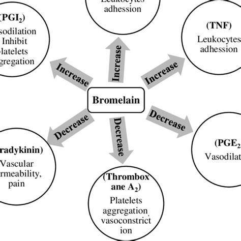 Effect of Bromelain on certain mediators of acute inflammation ...