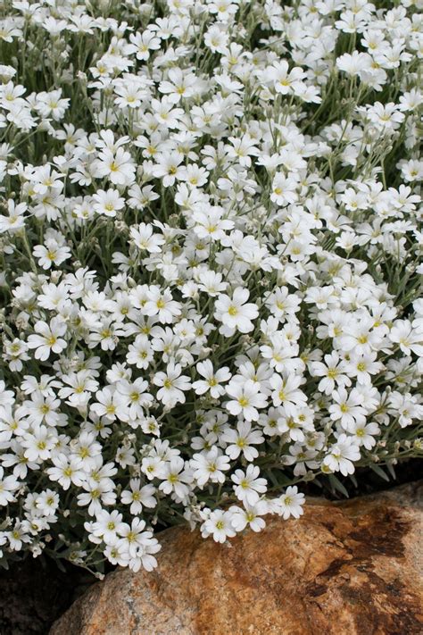 Plant Growers Australia Cerastium Snow In Summer