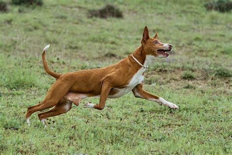 Podenco andalou caractère histoire Magazine zooplus