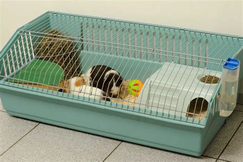 ILV S Intel On The 9 Best Cages For Guinea Pigs Revealed I Love