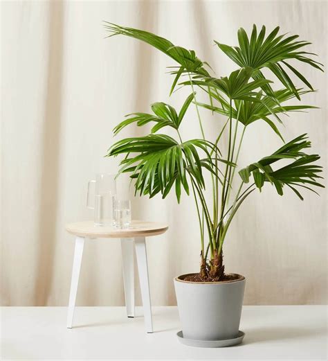 10 Best Indoor Palm Trees to Grow at Home - Petal Republic