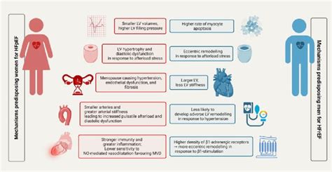 Impact Of Sex On The Pathophysiology Of Heart Failure Hfpef Heart Download Scientific Diagram