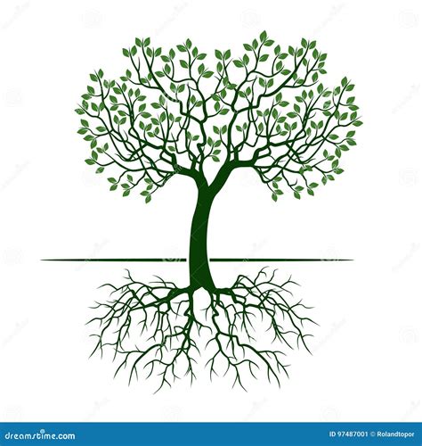 Arbre Vert Avec Des Feuilles Et Des Racines Illustration De Vecteur