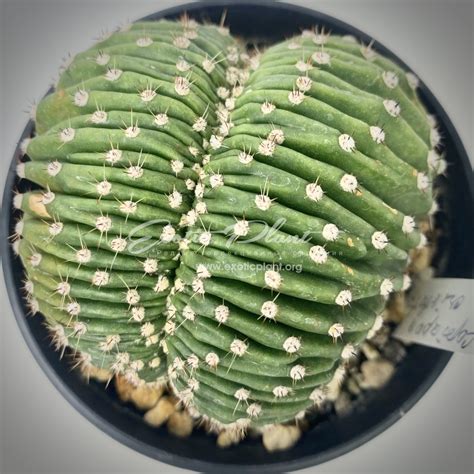 copiapoa humilis cristata EXOTIC PLANT Редкие коллекционные растения