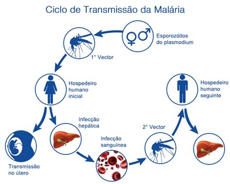 Transmiss O Da Mal Ria Ciclo De Vida Da Mal Ria Euroclinix