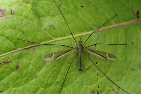 Crane Fly (Tipula Paludosa) - Identification, Pictures and Facts