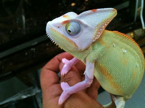 Translucent Veiled Chameleon For Sale Pied Veiled Chameleons