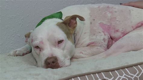 Preview Severely Abused Dog Recovering In Southwest Florida As Rescue