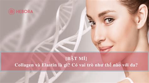 B T M Collagen V Elastin L G C Vai Tr Nh Th N O V I Da