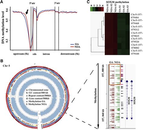 Sox Is Identified As A Hyper Methylated Gene In Noa Testicular