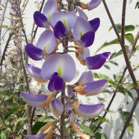 Tipos De Flores Moradas Con Sus Nombres