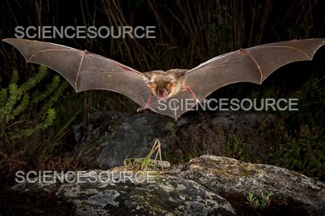 Photograph Greater Mouse Eared Bat Hunting Science Source Images